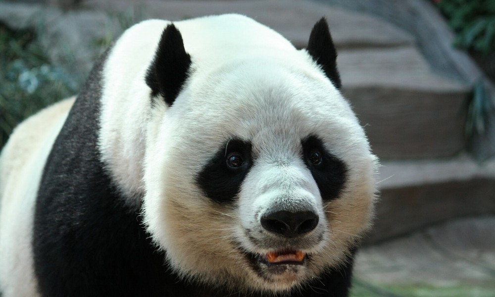 One of the pandas at the Chiang Mai Zoo